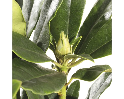 Close-up van een rododendronplant met bladeren en bloemknop