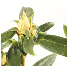 FLORASELF® Rhododendron 'Marcel Menard' Ø21 cm paars-thumb-1
