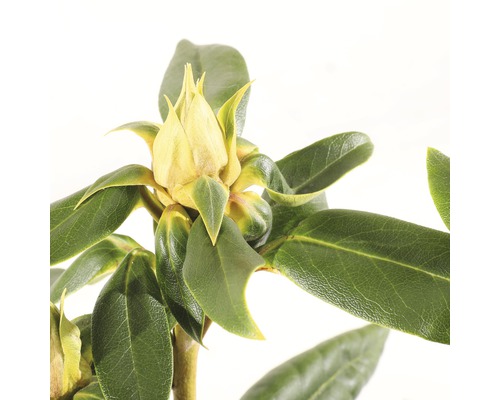 Close-up van een rhododendronbloem met bladeren