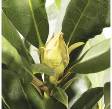 Close-up van een rhododendronbloemknop voor de bloei, omgeven door groene bladeren.