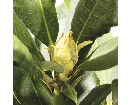 Close-up van een rhododendronbloemknop voor de bloei, omgeven door groene bladeren.