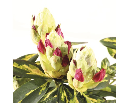 Close-up van rododendronbloemen vlak voor het bloeien