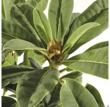 Close-up van een rododendronplant met knop en groene bladeren.