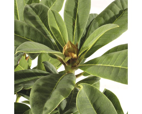 Close-up van een rododendronplant met knop en groene bladeren.