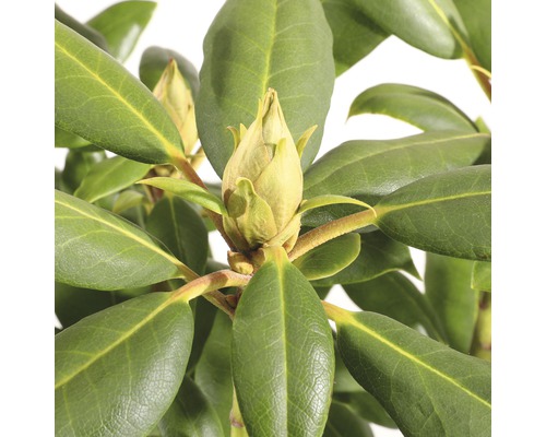 Close-up van een nog niet uitgekomen rododendronbloem