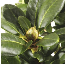 Close-up van een Rhododendron plant met bloem