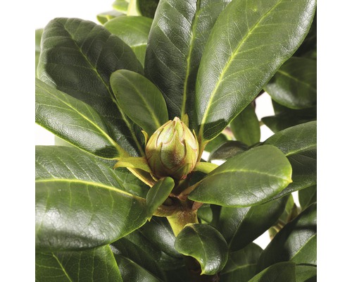 Close-up van een Rhododendron plant met bloem