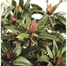 FLORASELF® Rhododendron Ponticum 'Graziella' Ø21 cm lila/roze