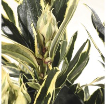 Close-up van een rododendronbloem met bladeren