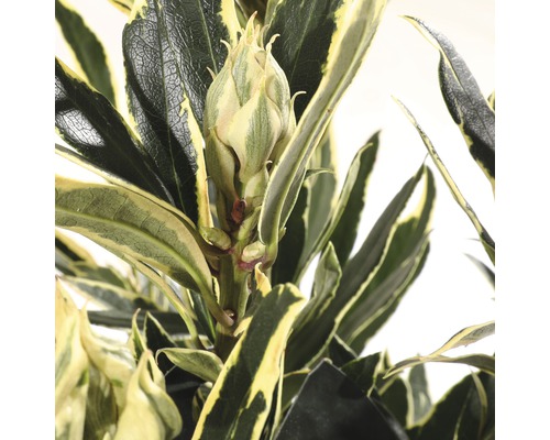 Close-up van een rododendronbloem met bladeren