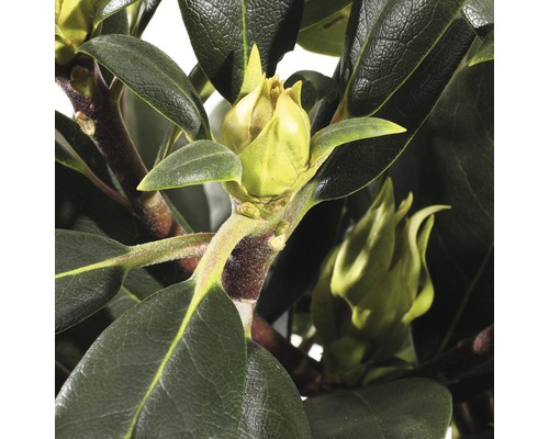 Close-up van rododendronbloemknoppen