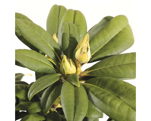 Close-up van een rododendronstruik met bloemknoppen en bladeren.