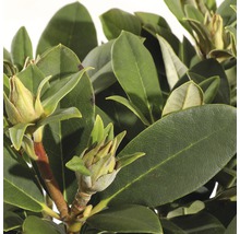 FLORASELF® Rhododendron Yakushimanum 'Dreamland' Ø21 cm roze