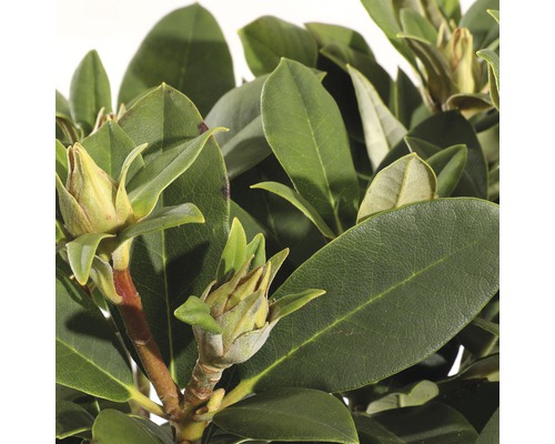Close-up van rhododendronbladeren en bloemknoppen