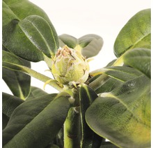 Close-up van een rhododendronbloemknop omgeven door groene bladeren.