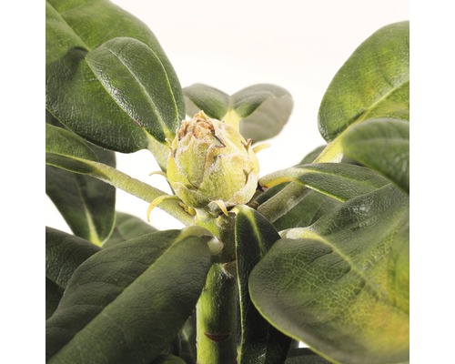 Close-up van een rhododendronbloemknop omgeven door groene bladeren.