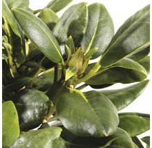 FLORASELF® Rhododendron Yakushimanum 'Flava' Ø21 cm lichtgeel/wit