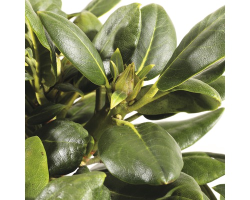 Close-up van rhododendronbladeren en bloemknoppen