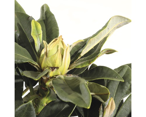 Close-up van een rododendronplant met bloemknop