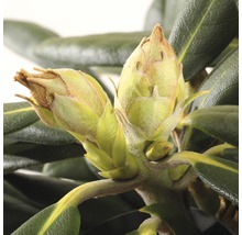 Close-up van rododendronbloemknoppen voordat ze openbloeien