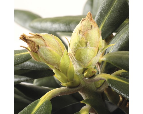 Close-up van rododendronbloemknoppen voordat ze openbloeien