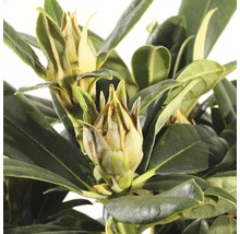 Close-up van een rododendronplant met bloemknoppen en groene bladeren.