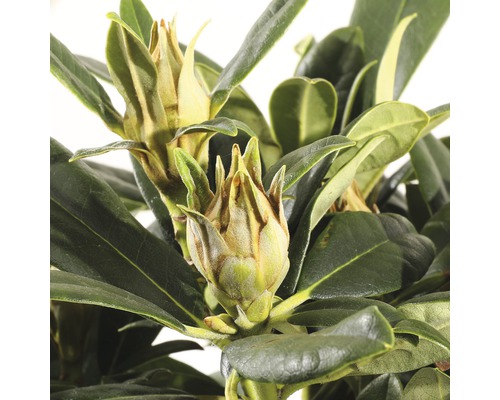 Close-up van een rododendronplant met bloemknoppen en groene bladeren.