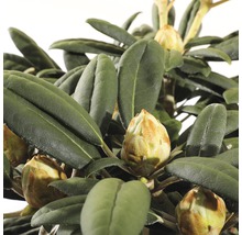 Close-up van een rododendronstruik met bloemknoppen en bladeren