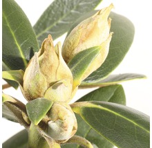 Close-up van rhododendronbloemknoppen en bladeren