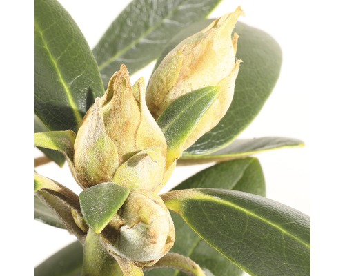 Close-up van rhododendronbloemknoppen en bladeren