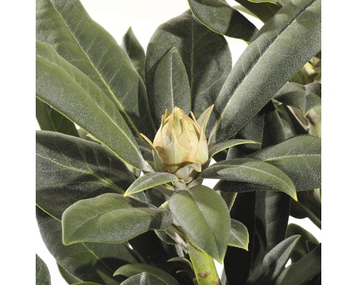 Close-up van een rododendronbloemknop tussen groene bladeren