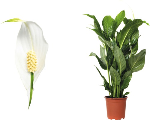 Lepelplant met bloem in pot