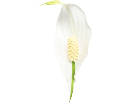 Bloem van een Lepelplant