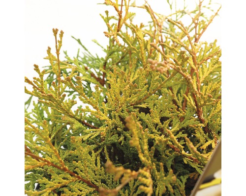 Close-up van een Thuja plant