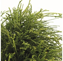 FLORASELF® Japanse cipres Chamaecyparis Pisifera Sungold potgrootte Ø 17 cm
