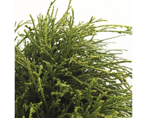 Close-up van een cipressenplant