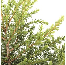 Close-up van jeneverbes takken.