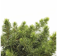 FLORASELF® Jeneverbes Juniperus Conferta Blue Pacific potgrootte Ø 17 cm