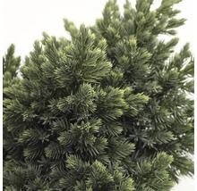 FLORASELF® Jeneverbes Juniperus Squamata Blue Star potgrootte Ø 17 cm