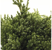 Close-up van een cipres met groene bladeren.