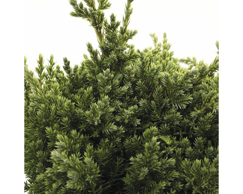 Close-up van een cipres met groene bladeren.