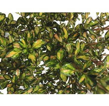 FLORASELF® Rotsheide Pieris Japonica Valley Valentine potgrootte Ø 23 cm rood