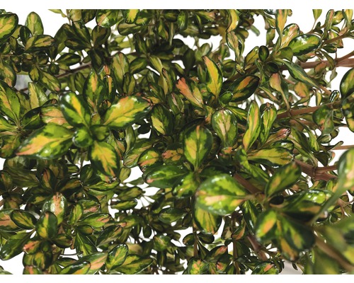 Buxusachtige plant met kleine bladeren