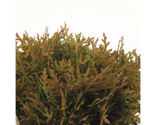 Levensboom Thuja occidentalis Smaragd plant in detail