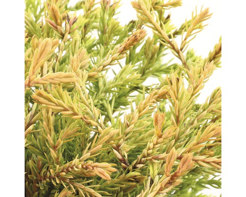 Detailopname van een cipres-schijncipres