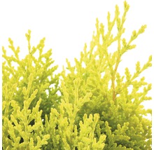 FLORASELF® Oosterse levensboom Thuja Orientalis Aurea Nana potgrootte Ø 17 cm