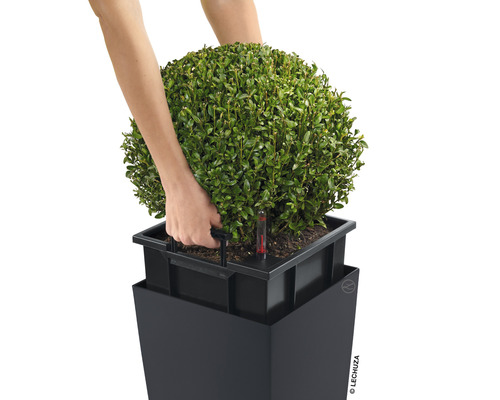 Plant in plantenbak met irrigatiesysteem en waterniveau-indicator