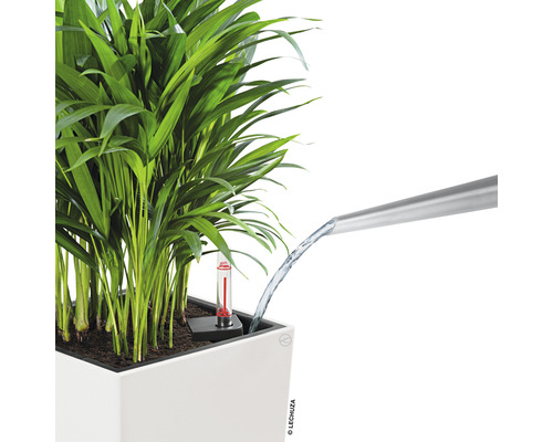 Planten in pot worden water gegeven met een gieter