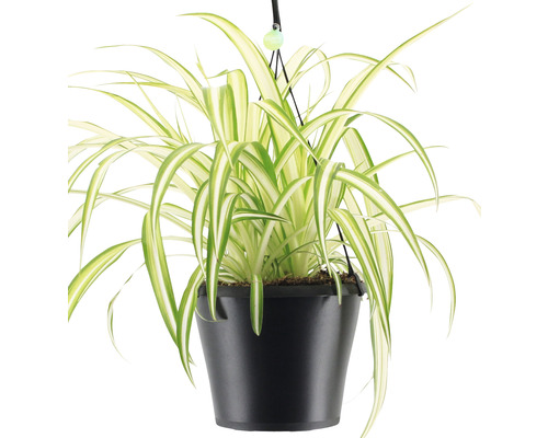 Graslelie in hangpot