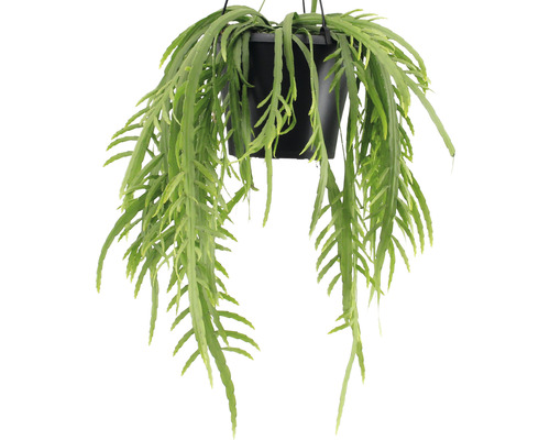 Hangplant in een zwarte pot